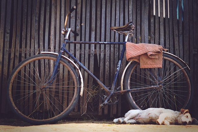 Cykla med hund