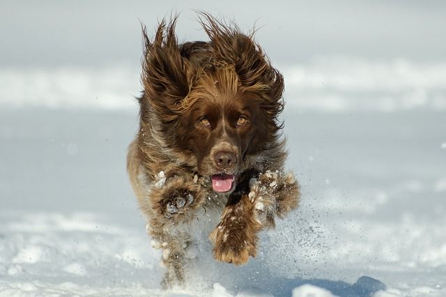 Springande hund vinter