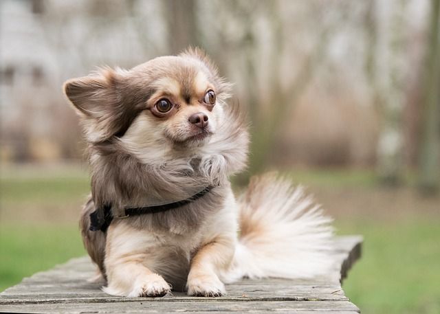Långhårig Chihuahua