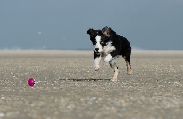 Hund springer på stranden