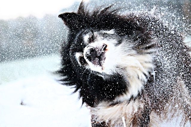 Lapphund i snön