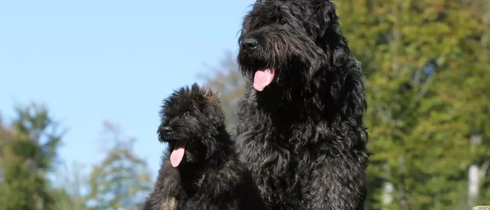 Bouvier des Flandres – Allt om hundrasen