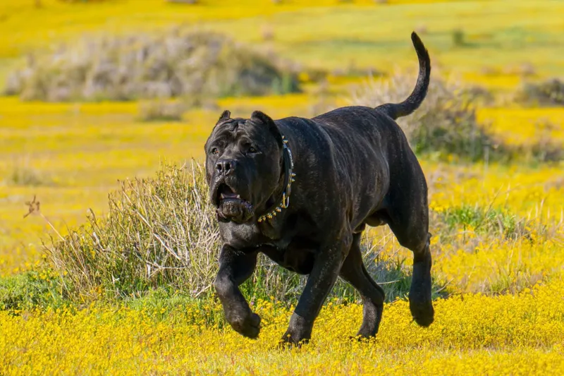 Presa canario – kraftfull vakthund med lojalitet i blodet