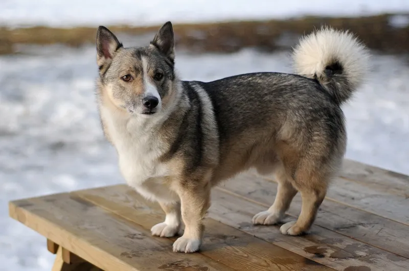 Västgötaspets – hundras med rötter i vikingatiden