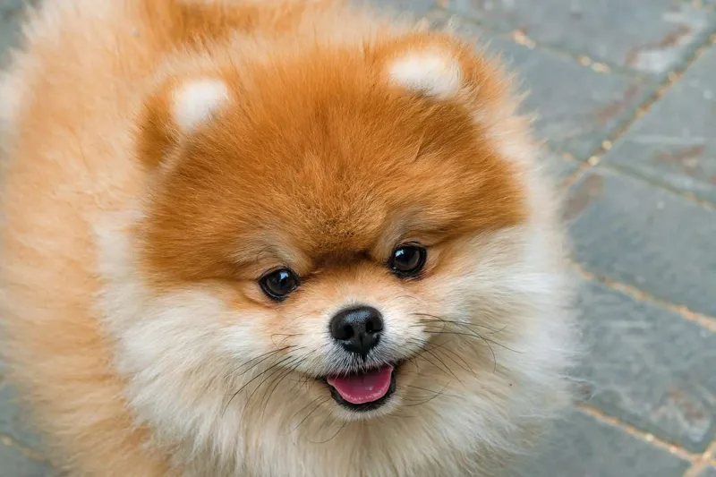 Fluffiga söta hundars behov av vård och kärlek