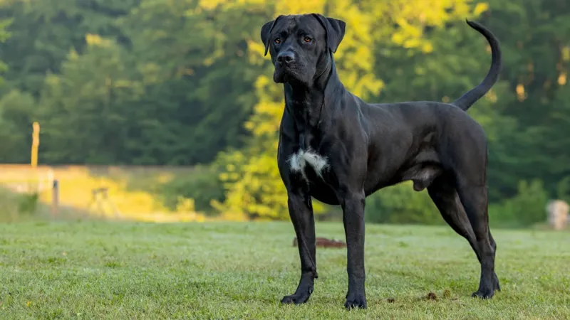 Så ser en presa canario ut