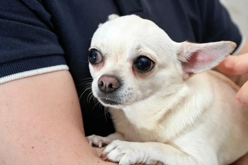 Hund skakar? Här är allt du behöver veta