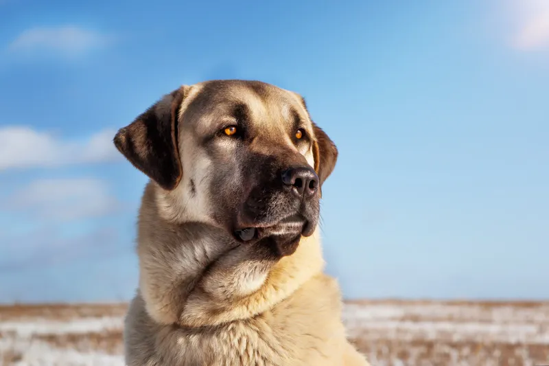 Kangal – den turkiska jätten med ett hjärta av guld