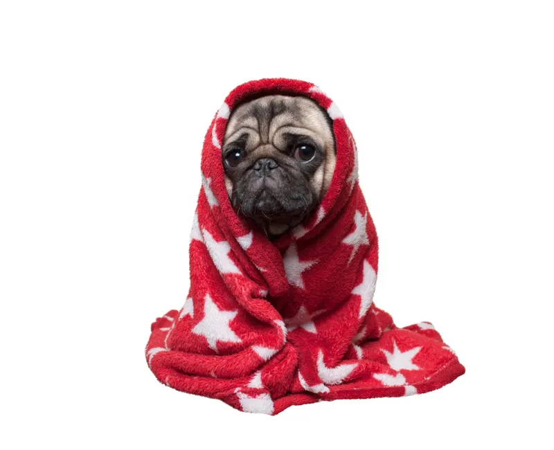 Det kan bero på att hunden fryser