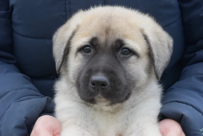 Hälsa och livslängd hos kangal çoban köpeği