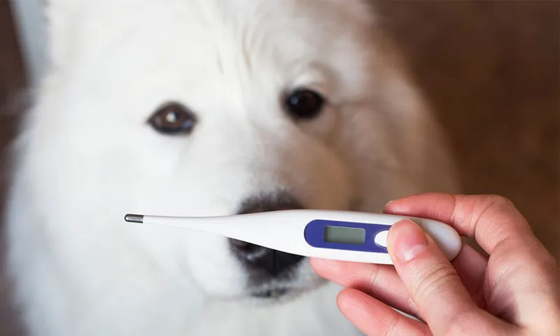 Feber hos hund