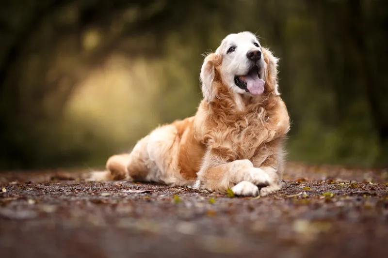 50 ovanliga hundnamn för tik