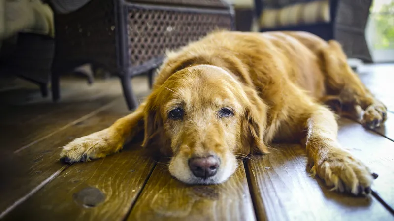 Hundår i människoår: Så gammal är din hund