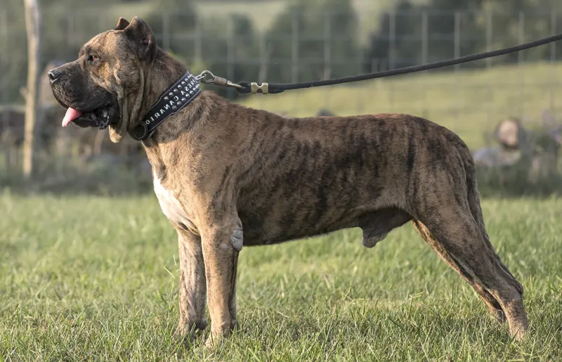 8. Presa Canario 