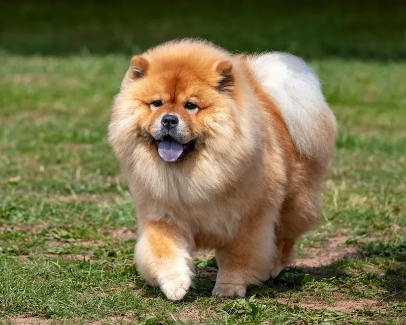 7. Chow chow 