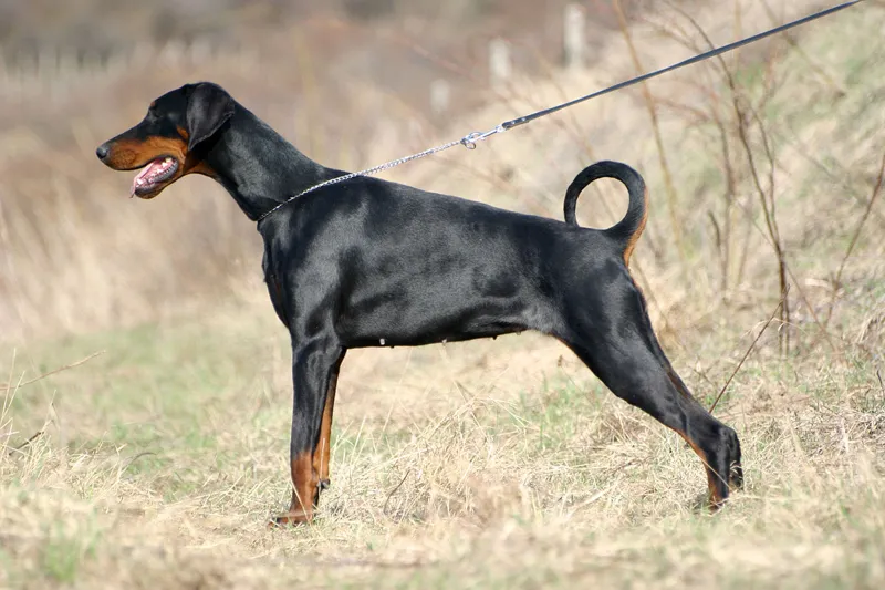6. Dobermann 