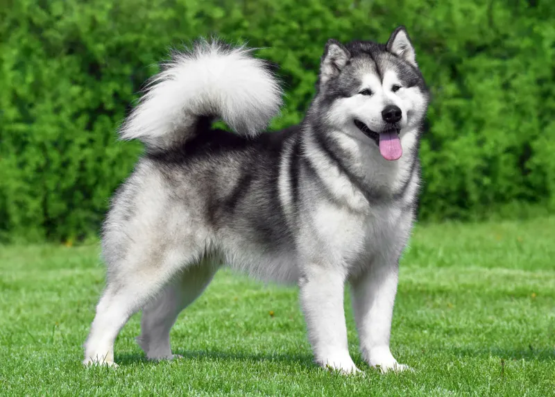 5. Alaskan malamute 