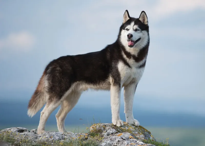 4. Siberian husky 