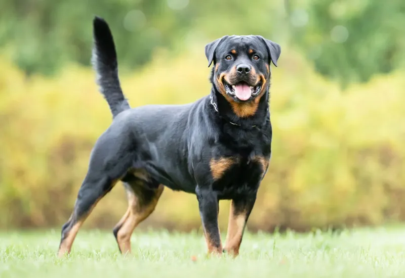2. Rottweiler 