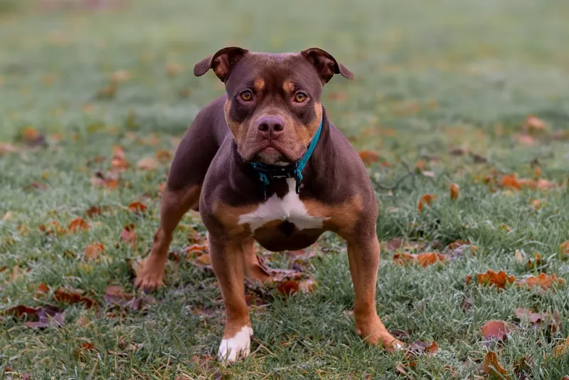 Världens farligaste hund: Topp 10 raser som kräver respekt